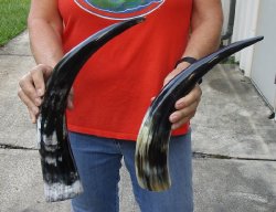 2 pc lot of Polished Water Buffalo Horns measuring 16 and 19 inches long $20/lot