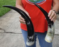 2 pc lot of Polished Water Buffalo Horns measuring 16 and 19 inches long $20/lot