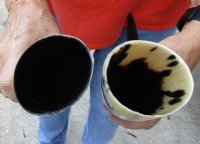 2 pc lot of Polished Water Buffalo Horns measuring 16 and 19 inches long $20/lot