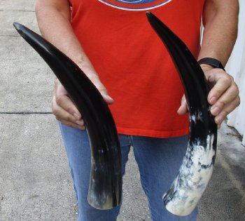 2 pc lot of Polished Water Buffalo Horns measuring 16 inches long $20/lot
