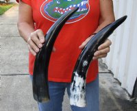 2 pc lot of Polished Water Buffalo Horns measuring 16 inches long $20/lot