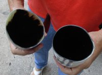 2 pc lot of Polished Water Buffalo Horns measuring 16 inches long $20/lot