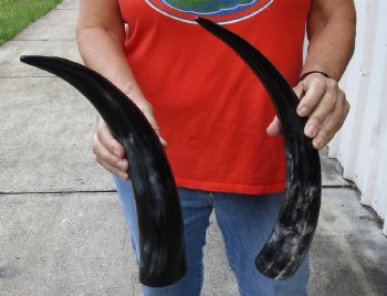 2 pc lot of Polished Water Buffalo Horns measuring 16 and 17 inches long $20/lot