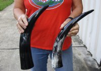 2 pc lot of Polished Water Buffalo Horns measuring 16 and 17 inches long $20/lot