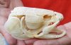 Real Bowfin Fish Skull (Amia calva) measuring 4-1/4 inches long by 2-1/2 inches wide - You will receive the one in the photo for $120