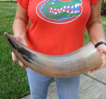 21 inches polished Indian water buffalo horn with wide base opening for sale $26 