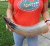 21 inches polished Indian water buffalo horn with wide base opening for sale - You are buying the one pictured for $37 (may have some small, minor unfinished/rough areas)