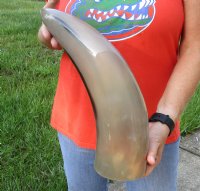 21 inches polished Indian water buffalo horn with wide base opening for sale $26 