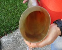 21 inches polished Indian water buffalo horn with wide base opening for sale $26 