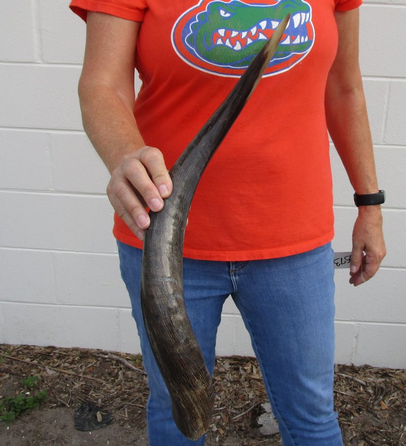 Polished Kudu horn for sale