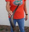 Polished Kudu horn for sale measuring 23 inches, for making a shofar.  You are buying the horn in the photos for $43