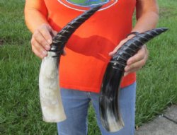 2 pc lot of Spiral Carved Polished Cattle/Cow Horn, 16 and 17 inches for $31/lot 