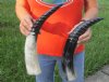 2 pc lot of Spiral Carved Polished Buffalo Horn, 16 and 17 inches around the curve (you will receive the horns pictured) for $31/lot