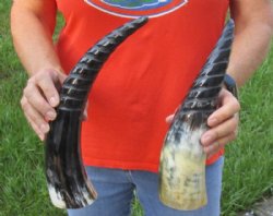 2 pc lot of Spiral Carved Polished Cattle/Cow Horns, 12 and 14 inches $25/lot 