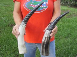 2 pc lot of Spiral Carved Polished Cattle/Cow Horns, 15 and 17 inches for $31/lot 