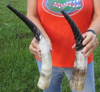 2 pc lot of Spiral Carved Polished Cattle/Cow Horns, 15 and 17 inches for $31/lot 