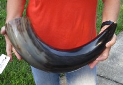26 inches polished Indian water buffalo horn with wide base opening for sale - $50 