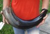 26 inches polished Indian water buffalo horn with wide base opening for sale - You are buying the one pictured for $50 (may have some small, minor unfinished/rough areas)