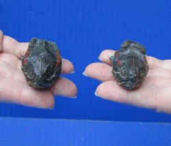 2 piece lot of red-eared slider turtle heads (dry preserved in Borax) measuring 1-3/4 to 2 inches  for $25/lot