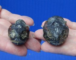 2 piece lot of red-eared slider turtle heads (dry preserved in Borax) measuring 1-3/4 to 2 inches for $25/lot 