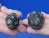 2 piece lot of red-eared slider turtle heads (dry preserved in Borax) measuring 1-3/4 to 2 inches - you will receive the turtle heads pictured for $25/lot (strong odor)
