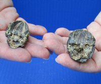 2 piece lot of red-eared slider turtle heads (dry preserved in Borax) measuring 1-3/4 to 2 inches for $25/lot 