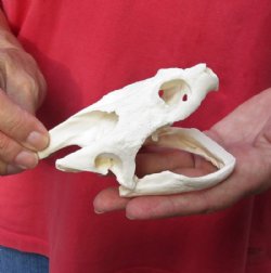 Common North American Snapping Turtle Skull 5 inches for $60