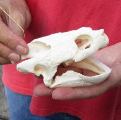 Common North American Snapping Turtle Skull 5 inches for $60