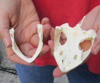 Common North American Snapping Turtle Skull 4-1/2 inches for $50