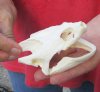 Common North American Snapping Turtle Skull 4-1/4 inches (You are buying the skull shown) for $50