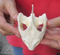 Common North American Snapping Turtle Skull 4-1/4 inches for $50