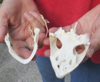 Common North American Snapping Turtle Skull 4-1/4 inches for $50