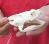 Common North American Snapping Turtle Skull 4-1/4 inches (You are buying the skull shown) for $50