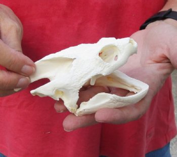 Common North American Snapping Turtle Skull 4-1/2 inches  for $50