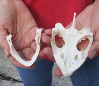 Common North American Snapping Turtle Skull 4-1/2 inches  for $50