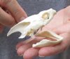 Damaged Common North American Snapping Turtle Skull 3 inches (You are buying the skulls shown) for $20/lot