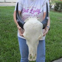 Indian Water Buffalo Skull with horns measuring 13 and 14 inches (measured around the curve of the horn) You will receive the one pictured for $95.00 (Loose horns and putty repairs)