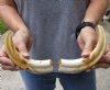 Matching pair of 8 inch Warthog Tusks, Warthog Ivory from African Warthog (You are buying the tusks in the photo) for $47/pair