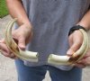 Matching pair of 8-3/4 and 9 inch Warthog Tusks, Warthog Ivory from African Warthog (You are buying the tusks in the photo) for $55/pair