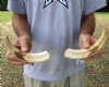 Matching pair of 9 inch Warthog Tusks, Warthog Ivory from African Warthog (You are buying the tusks in the photo) for $59/pair