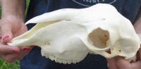 Domesticated sheep skull without horns (These sheep do not grow horns) from India 9-1/2 inches long - You are buying the skull pictured for $65