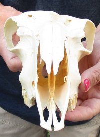 Domesticated sheep skull without horns (These sheep do not grow horns) from India 9-1/2 inches long for $65