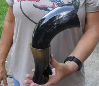 Polished Buffalo Drinking horn with Horn Stand 12 inches - You will receive the drinking horn and stand in the photo for $22