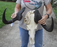 18 inch wide #2 Grade African Black Wildebeest Skull and Horns - You are buying the black wildebeest skull pictured for $45.00 (Broken horn)