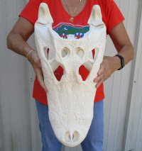 21 inch Florida Alligator Skull from an estimated 11 foot gator - You are buying the gator skull shown for $250