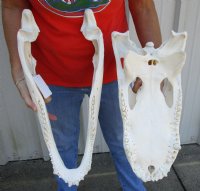 21 inch Florida Alligator Skull from an estimated 11 foot gator - You are buying the gator skull shown for $250