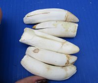 Five #2 grade Florida Alligator teeth - 3 to 4 inches long.  These are damaged and discounted teeth - You are buying the teeth in the photo for $25