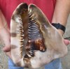 8 inch King Helmet Shell, large shell for seashell decor - You are buying the hand selected shell shown for $18