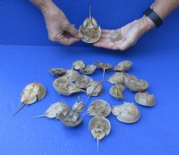 22 piece lot of Dried, Molted Horseshoe crab shells for sale 2 to 4-1/2 inches long - You will receive the ones pictured for $65/lot