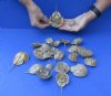 22 piece lot of Dried, Molted Horseshoe crab shells for sale 2 to 4-1/2 inches long - You will receive the ones pictured for $65/lot